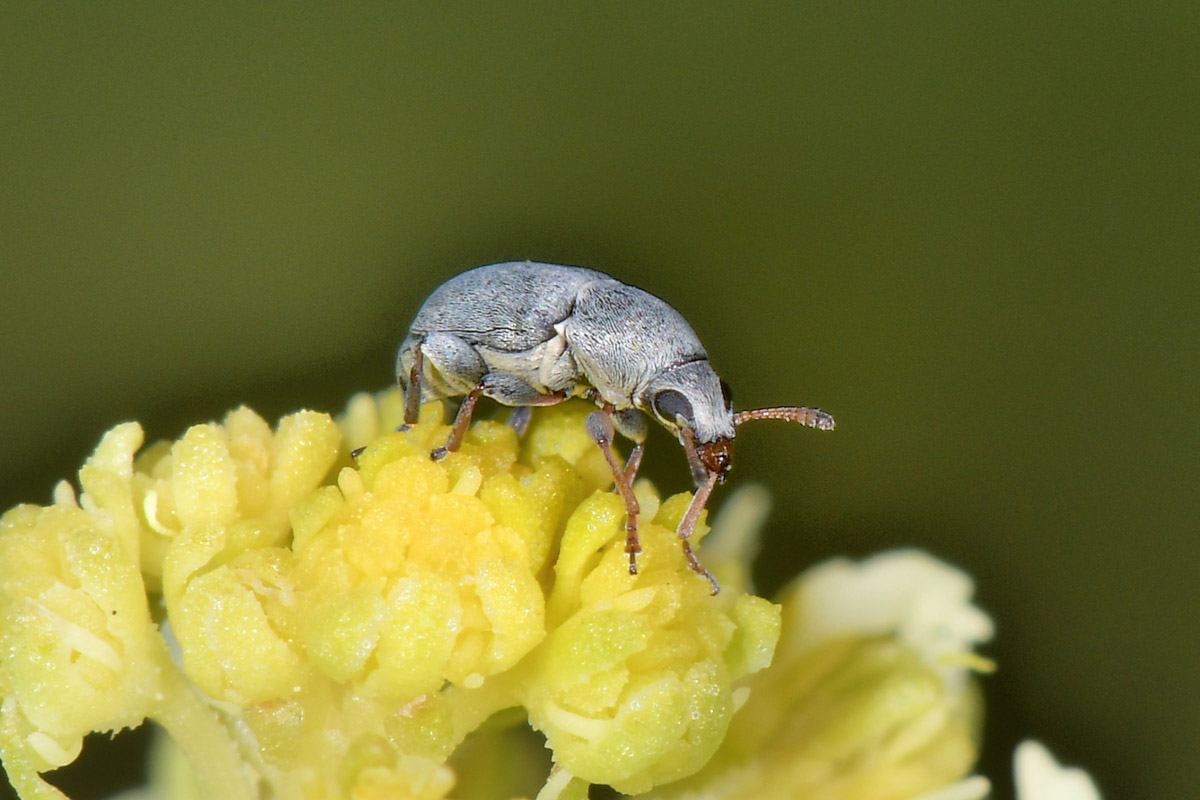 Anthribidae: Bruchela rufipes? S.